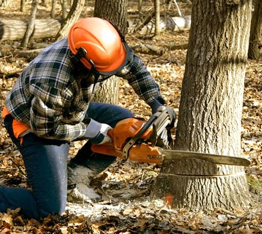 Tree Removal in Brockwell, AR